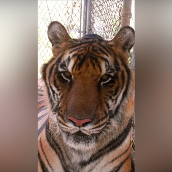 Animal Lovers Wear This Unique One of A Kind Hand Painted Shirt - Picture 9 of 11